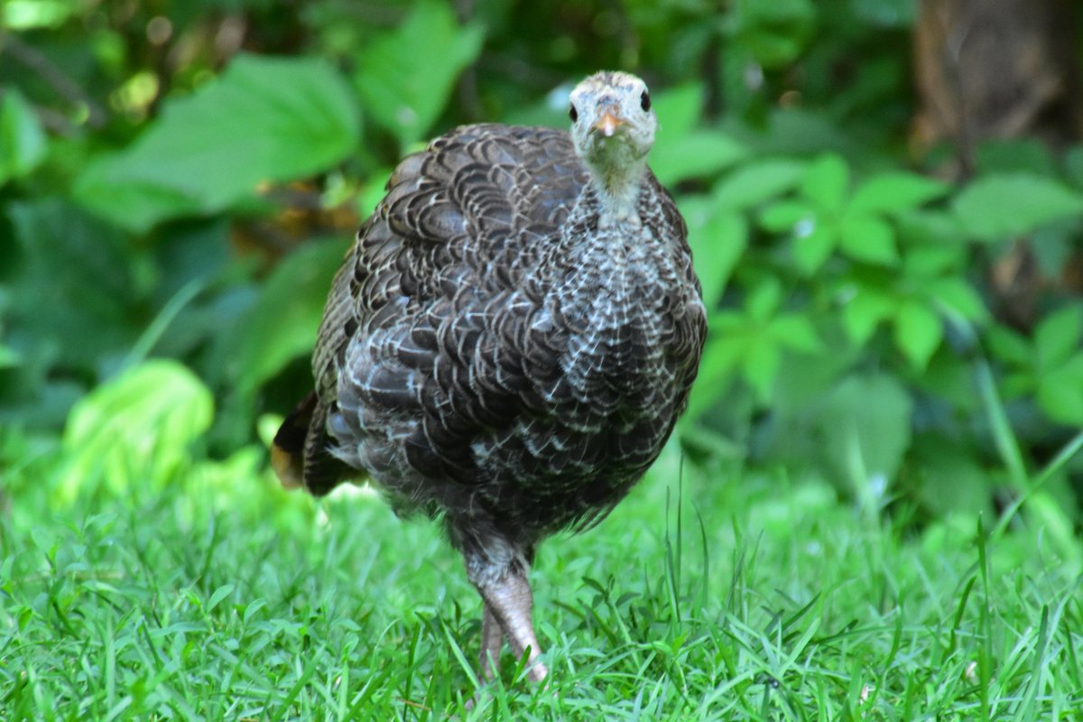 yanneyboy1's tweet photo. Mama Turkey came by with her offsprings today...
I finally had the chance to meet her grown up chicks! (8 of them)😊
@BetterParties @grub12321 @RicardoCalvrio1
@333mzma @CeriWillott @Mayascribe
#wildturkeys #wildlifeinmybackyard #wildlifemoments #bekindtoanimals #beonewithnature https://t.co/lmRa45UMJg