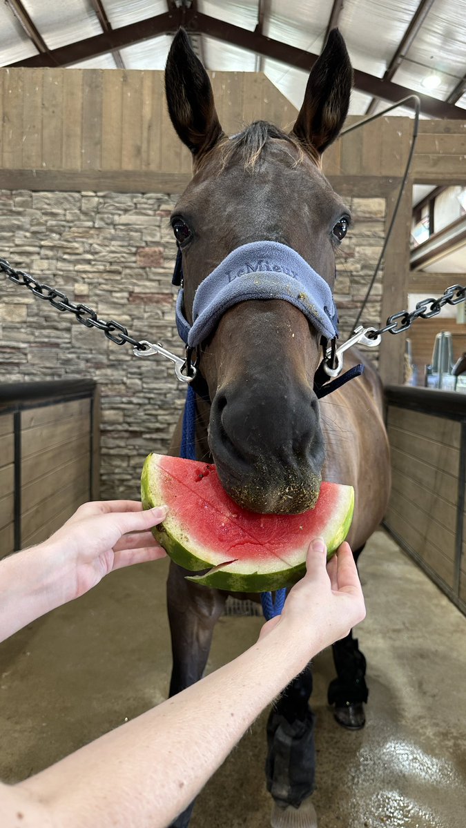 AmandaGeaney's tweet photo. Our girl Shinx turn 15 today. ππ΄π
#HighJinxShinx #eventinghorse https://t.co/IbulUqvpVp