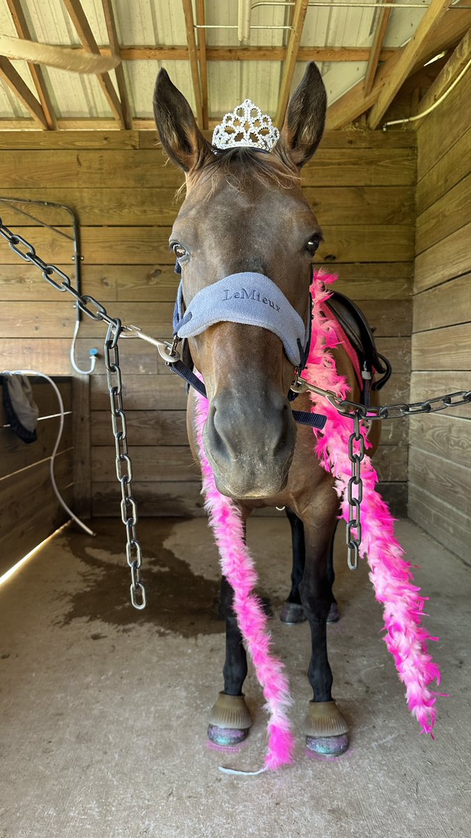 AmandaGeaney's tweet photo. Our girl Shinx turn 15 today. ππ΄π
#HighJinxShinx #eventinghorse https://t.co/IbulUqvpVp