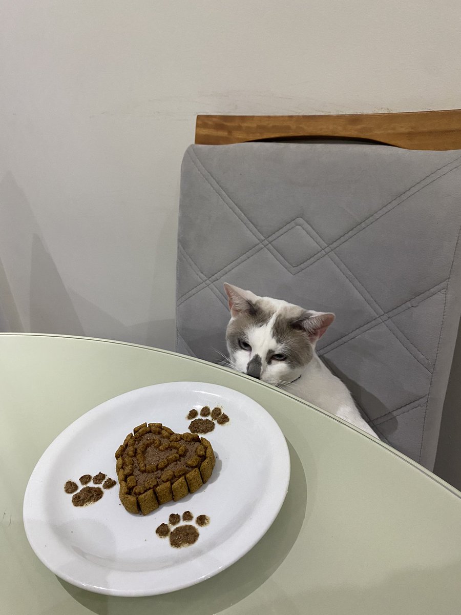 QM PASSSAR PELO MEU GATO ANIVERSARIANTE E NAO DER PARABENS VAI GANHAR 10KG