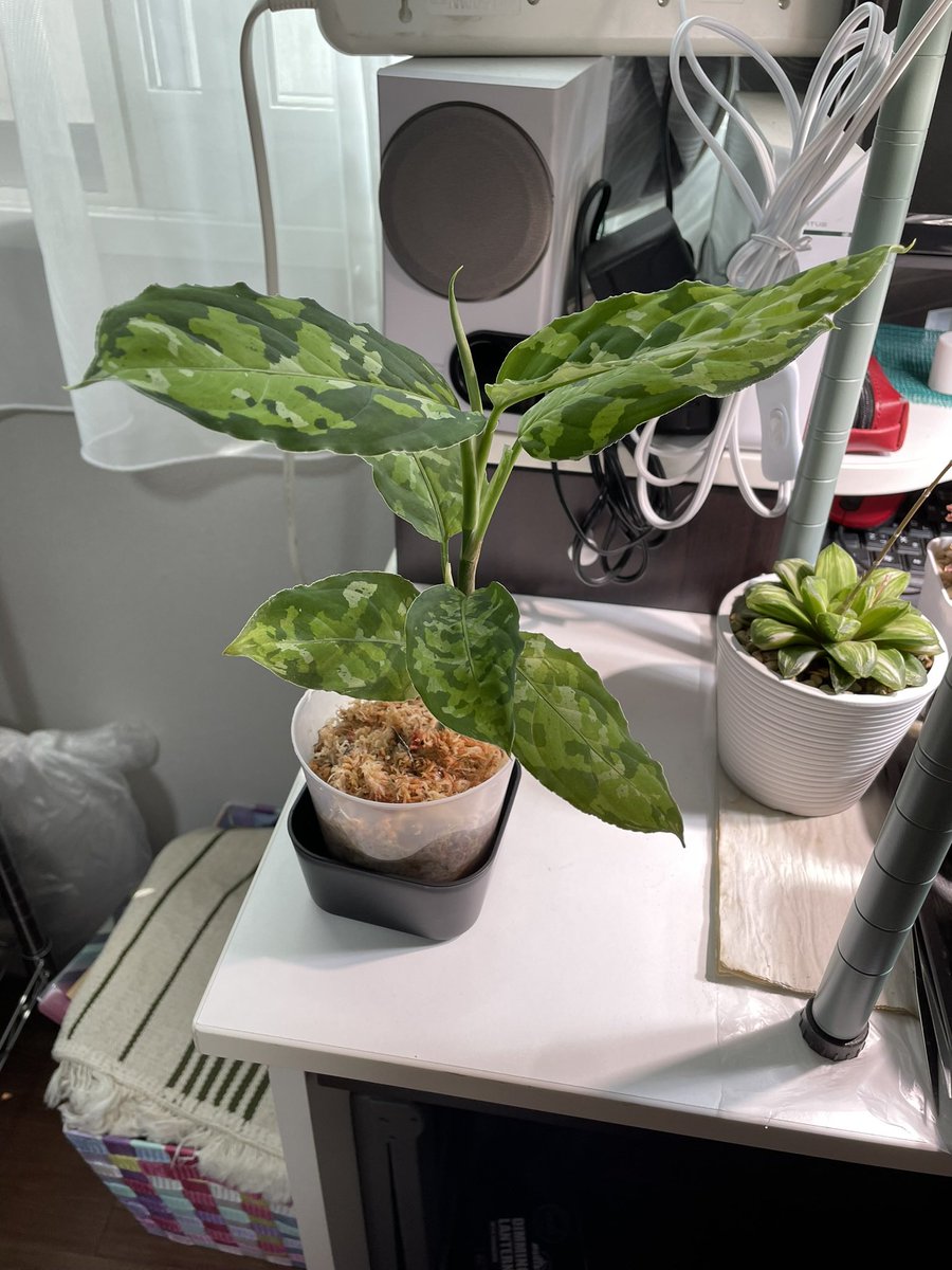 opuopuwaltz's tweet image. チカホで開催してる植物宴で、native forestさんからアグラオネマピクタムのトリカラーをお迎えしました！🌱
綺麗過ぎて感動してます！
うまく育てられるといいなー！🥺
#アグラオネマ
#アグラオネマピクタムトリカラー
#nativeforest 
#植物宴