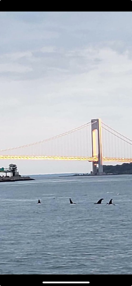 Bio_ecologist's tweet image. Very confused about a picture I saw on reddit recently. The post author says it was taken on July 17th in Brooklyn. They couldn't say if it was real (they said it was sent by someone they know). *If* real, it looks shockingly like orcas, but that makes no sense. @CetologyH