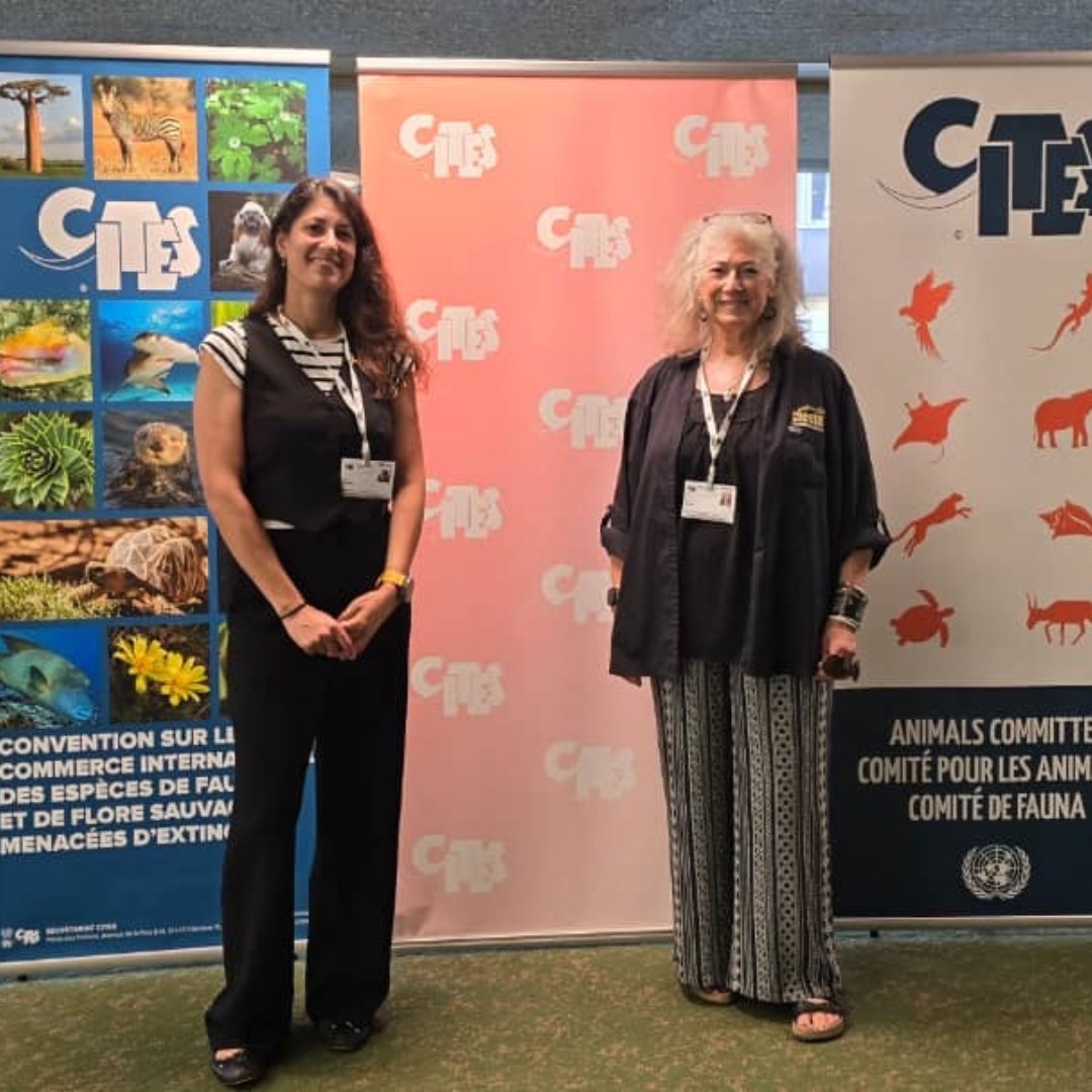 CCFCheetah's tweet photo. Dr. Marker and Dr. Yashphe attended the 33rd meeting of the @cites Animals Committee (#AC33) this week. Fostering scientific collaborating and cooperation, the meeting assessed the status of the trade in species including African carnivores.
https://t.co/XXTuEp2kqT https://t.co/1ugp4S7wlc