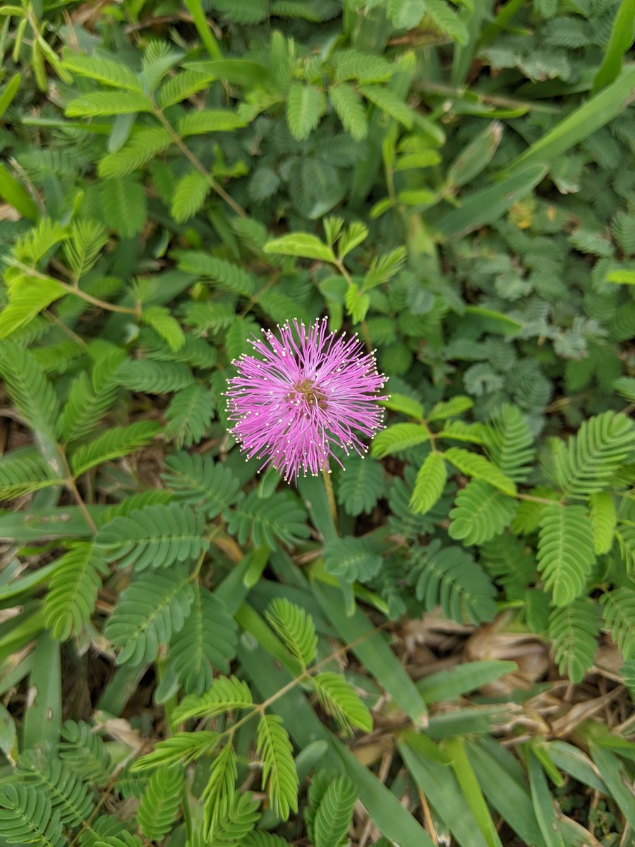 faithinthehouse's tweet image. I took this picture Dec 2021 in S. Padre Island, TX. I just found and purchased seeds online. 🩷
#ShyPlant #TouchMeNot