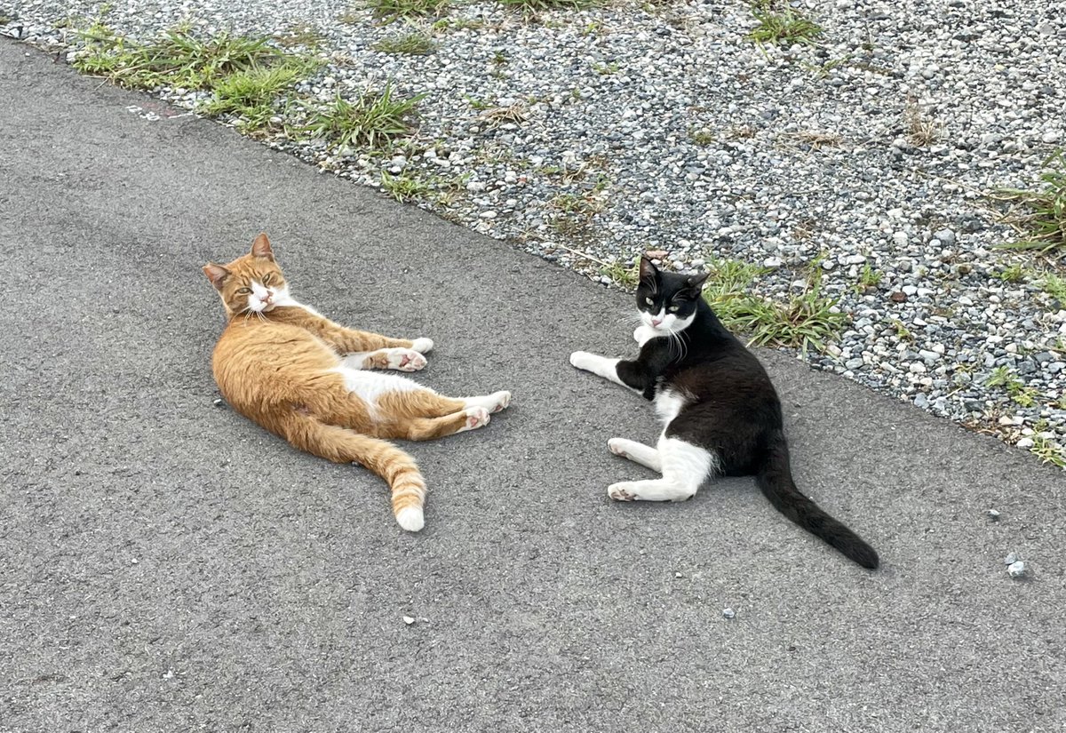 青いうに tweet media