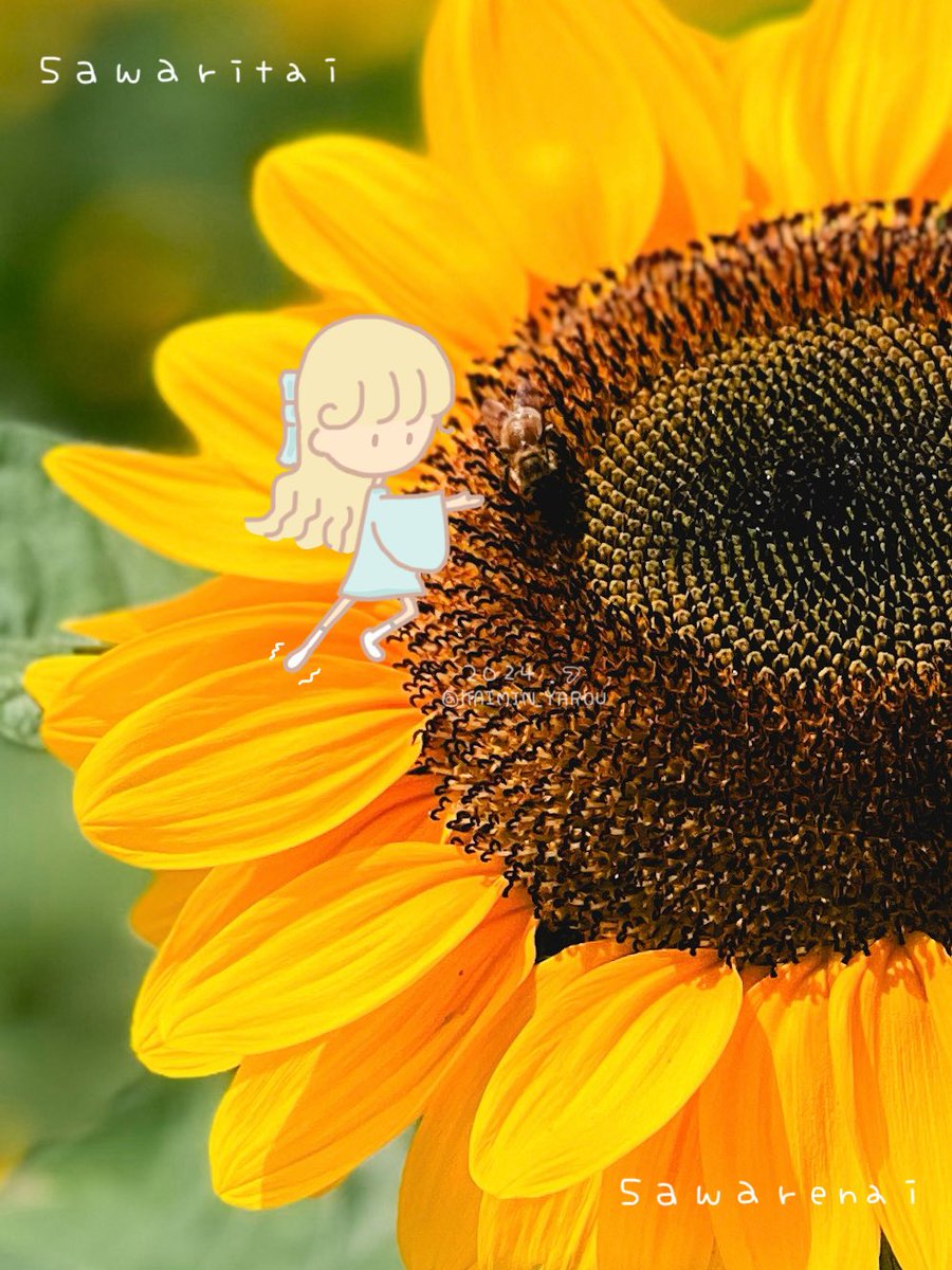 KAIMIN_YAROU's tweet photo. 7月ってこんな暑かったっけ？
って毎年言っとる気がする

水分とり散らかそうぜ

#イラスト
#写真
#iPhone13pro
#ひまわり https://t.co/AchCHQ2inH