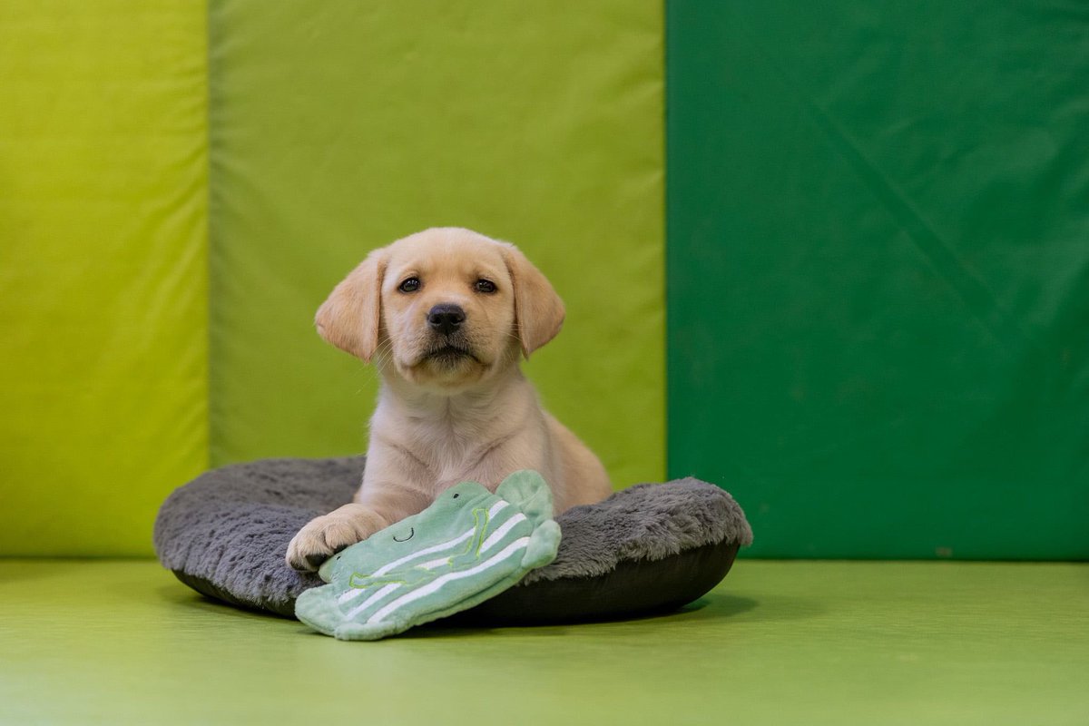 marthajanehall's tweet photo. Meet Libbi ππ₯Ή
Thank you to everyone who supported our Martha-thon this year, we are so grateful π₯°
Mama, we did it! You have a 4 legged legacy! I know sheβll do you proud πΎ
Thanks to @DogsForGoodUK for these adorable photos! πΆ
#assistancedog #dogsforgood #makelifepossible https://t.co/KZ0zHDbsZ4