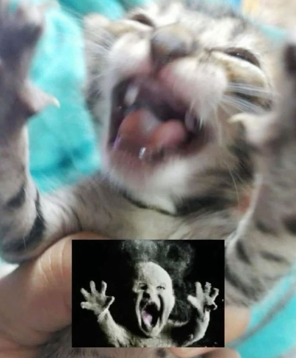 Punch Cat (@punchingcat) on Twitter photo 