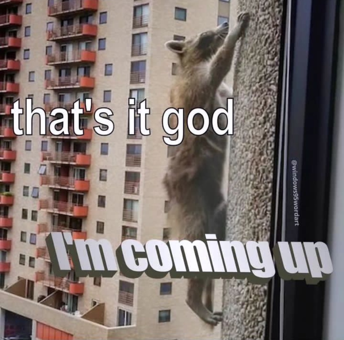 raccoon aesthetic. (@raccoonesthetic) on Twitter photo 