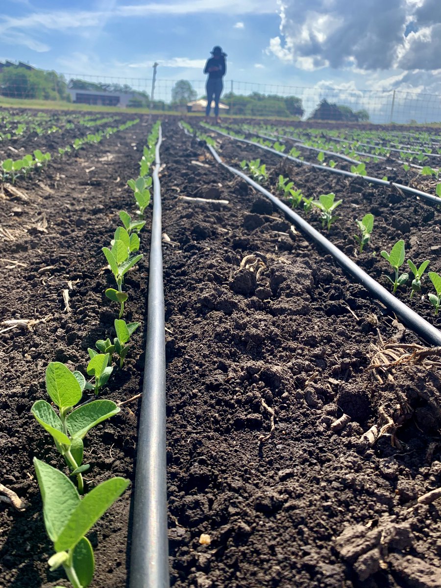 En el proyecto de investigación realizado con el equipo de entomología de INIA LE, se evaluó la tolerancia del cultivo de soja a la defoliación por lepidópteros (Rachiplusia nu) con el fin de reducir el uso de insecticidas y promover un manejo agrícola más sostenible.