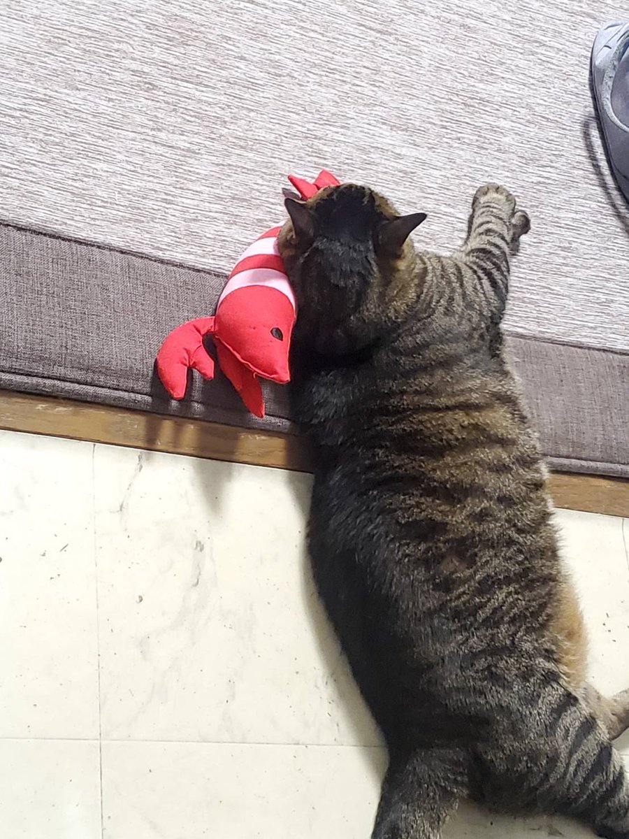 YuapimS's tweet photo. エビをマクラにしてて可愛い🦐 https://t.co/uamFUWQwmH