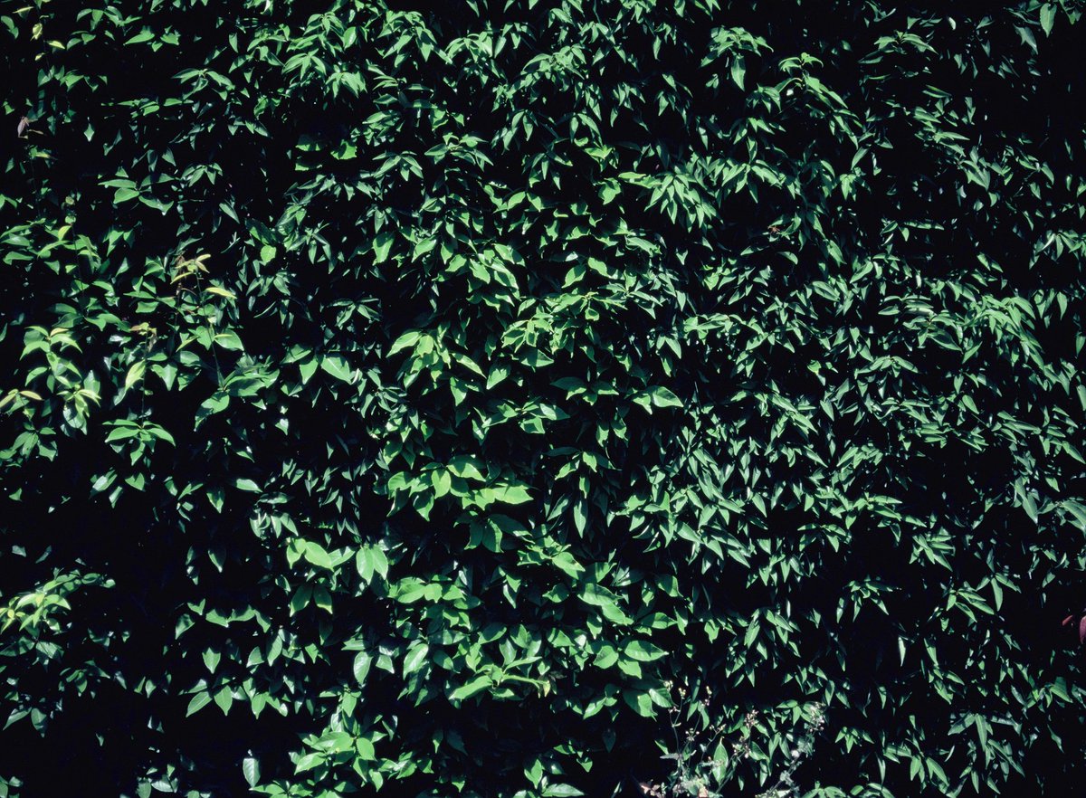 YasuiShunsuke's tweet photo. 緑は気持ちええね!
Green feels good!
#green
#bronica #bronicaetrs
#velvia #plfilter
#filmcamera #film #filmphotography
#analogphotography https://t.co/wxBXyZIjso