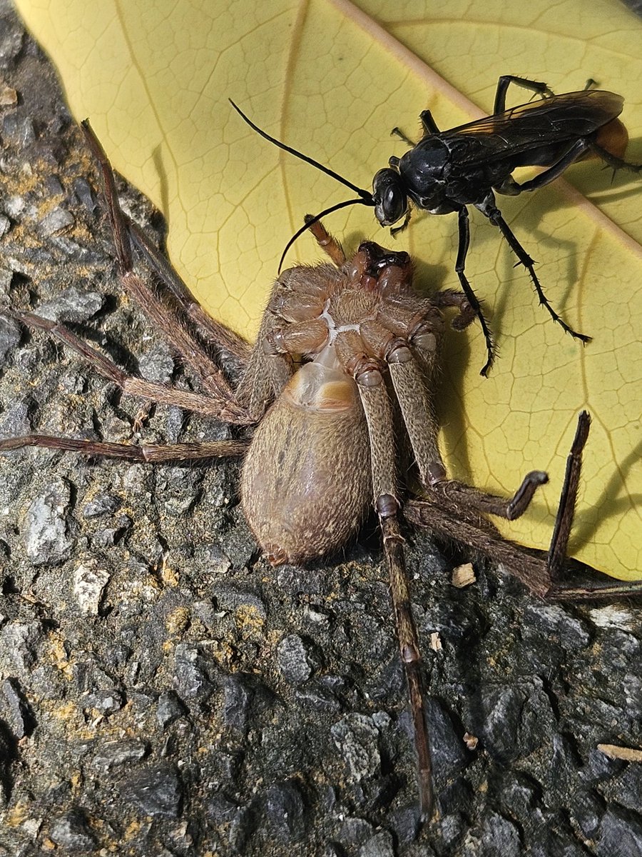 115Higado's tweet photo. Gracias a un amigo pude ver a una avispa llevarse con tal rapidez y fuerza a una araña. 
Sp. Heteropoda venatoria?
Sp. Tachypompilus analis? https://t.co/XnojqUe5HR