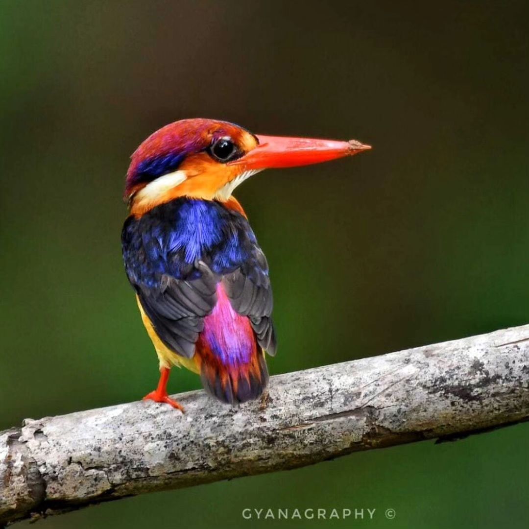 ANDAMAN AVIANS CLUB tweet media