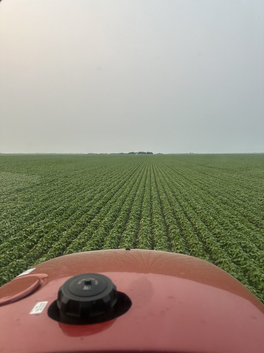 A late second pass before the rows close completely on these <a href="/Prograin_inc/">Prograin</a> #Merinos #Soybean