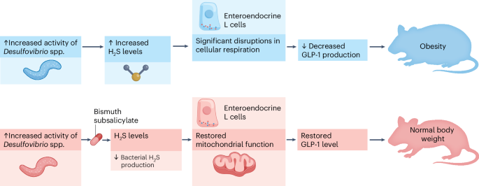 Nature Metabolism tweet media