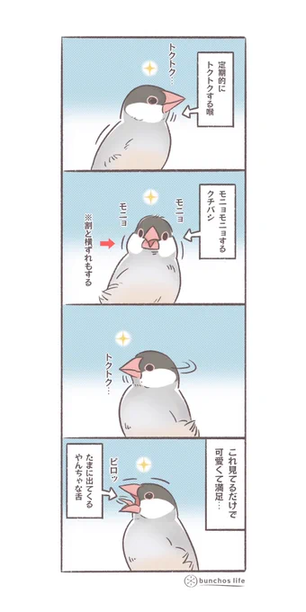 特に何かしてなくても可愛い文鳥
#文鳥 
#4コマ漫画 