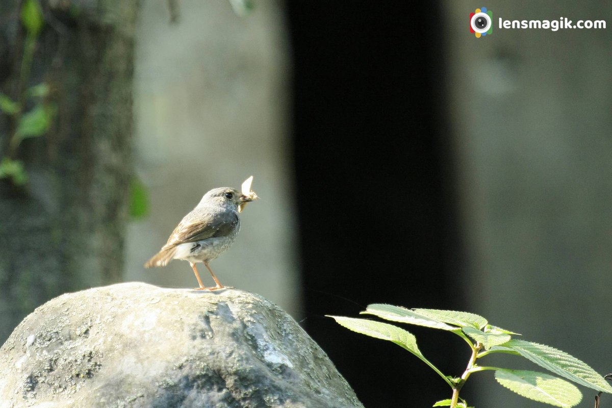 np_photographer's tweet photo. Plumbeous Water Redstart https://t.co/kKMPZg4qAk Birds of India #plumbeouswaterredstart #waterredstart #redstartbird #birdsofmanali #himachalpradesh #birdsofIndia #BirdsOfTwitter #birdphotography #redstartfemale #redstartmale https://t.co/yDgr8eQ1pS