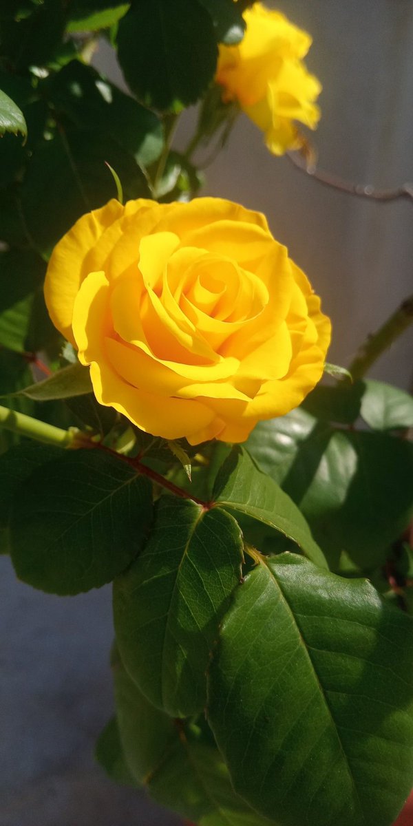 &amp;
&amp;
صباح الجمال والورد الاصفر 🌼✨
