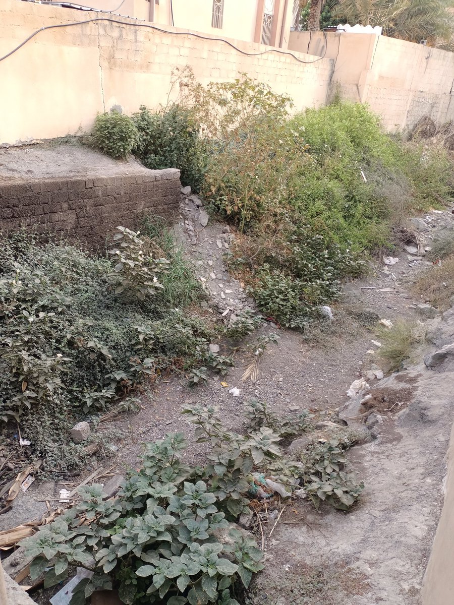 hanmufarji's tweet photo. سودق حارة الحداد هذا الصباح وإدارة العمل مع الدكتور عدنان العدوي 
همة ونشاط وعمل متواصل 
من اجل بهلا سنعمل https://t.co/vPjeVG0bWj