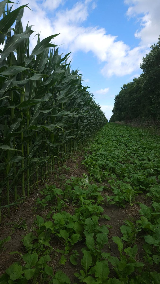 40 N minéral au semis grace a l'approche scv agrologie pour ce producteur du lac st jean pour produire du maïs a faible cout...rendement et qualité au top !! Indice de bonheur du producteur a 110%..Augmenter le C du sol pour augmenter le N du sol!!!