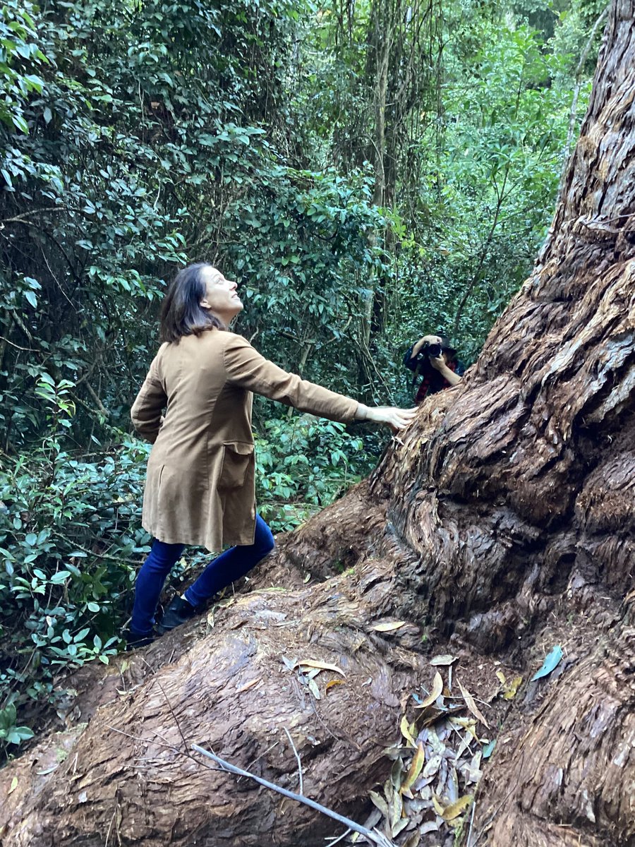 margokingston1's tweet photo. @bulga99 @nbnnews @1EarthMedia @NoFibs 10. A magical, freezing adventure when @SophieScamps & #Comboyne local Ken Henry joined Elands citizen scientists to prove endangered greater gliders live in the Bulga State Forest the NSW Govt wants to log on August 1.
We won’t let ‘em. My pics.
https://t.co/yj9sbQKJPF https://t.co/uuMSouwvi4