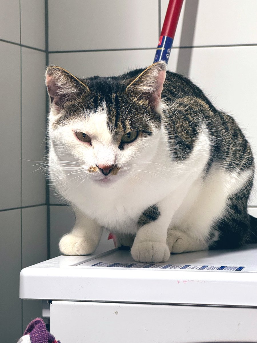 Waking up to cat-boy purring on my face and crawling to my arm to make sure I don’t leave. My bladder full. Baby dancing on it. A leg cramp when I get up. Oh, baby has hiccups now.  And this cat is asking me to hurry up.

It’s good to be home 😂