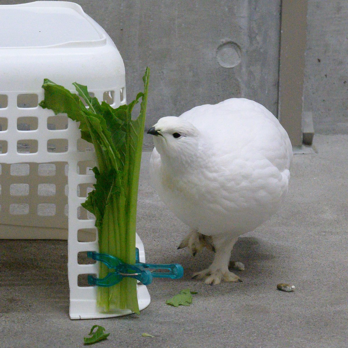 わあい tweet media