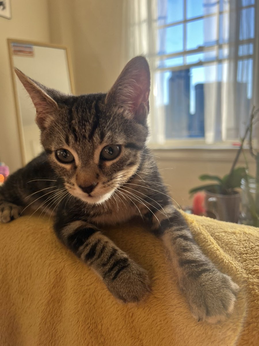 martysflagon's tweet photo. he doesn’t know how to use his claws, likes to climb shoulders, is incredibly clumsy, very smart, and so so cute https://t.co/NW39hEq7mt