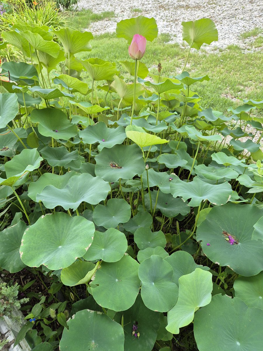 한송이 연꽃이
아름답게 피어 납니다!
좋은 시간 되세요