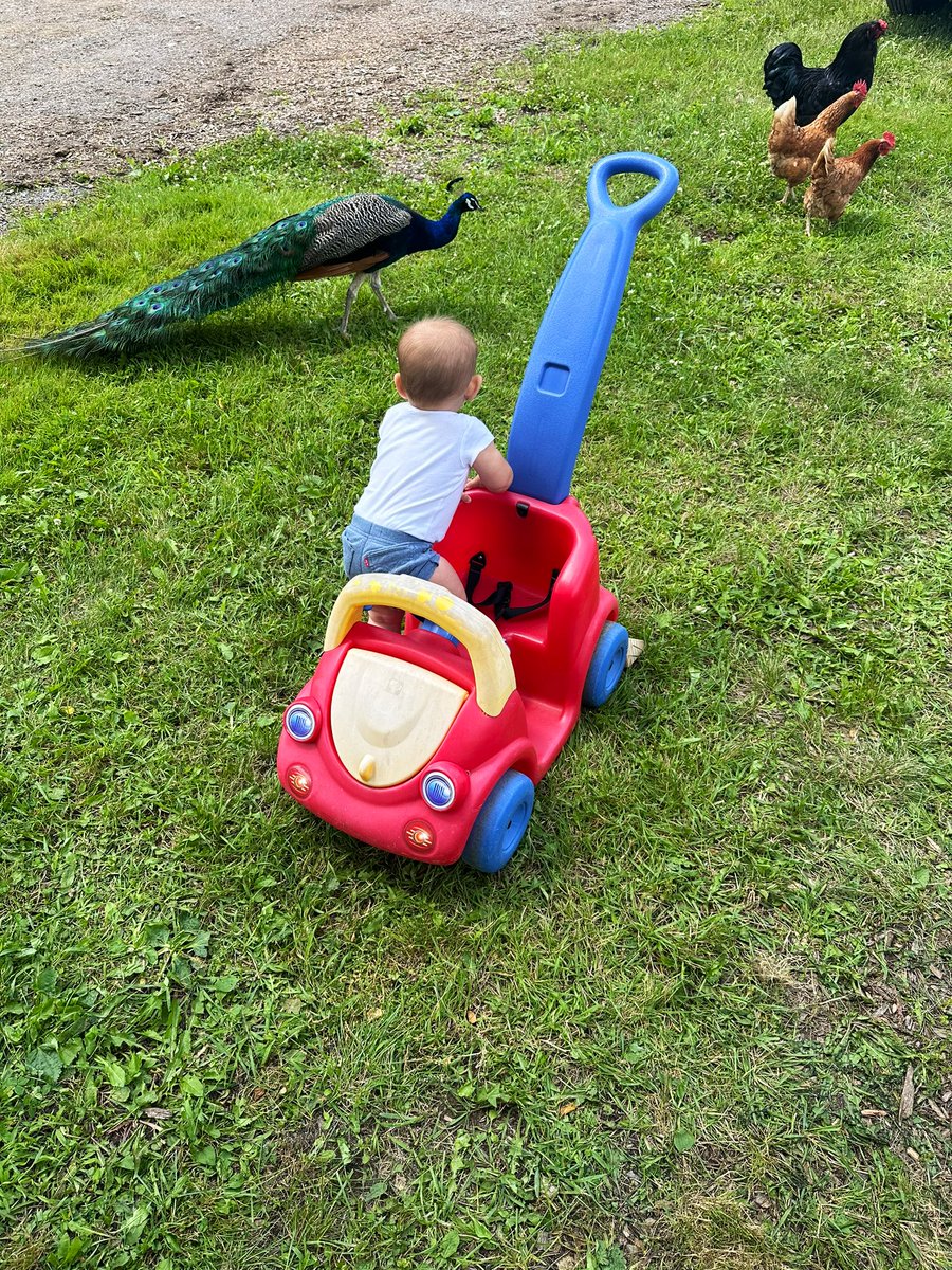 KKitchenz's tweet photo. Had so much fun today hosting a DIY Mud Kitchen Workshop at beautiful Campbell Cross Farm. Even Pablo the peacock and his friends came to say hi 🌻 #diymudkitchen #mudkitchen #mudkitchenfun #sunflowerfarm https://t.co/fohuIN3Q1y