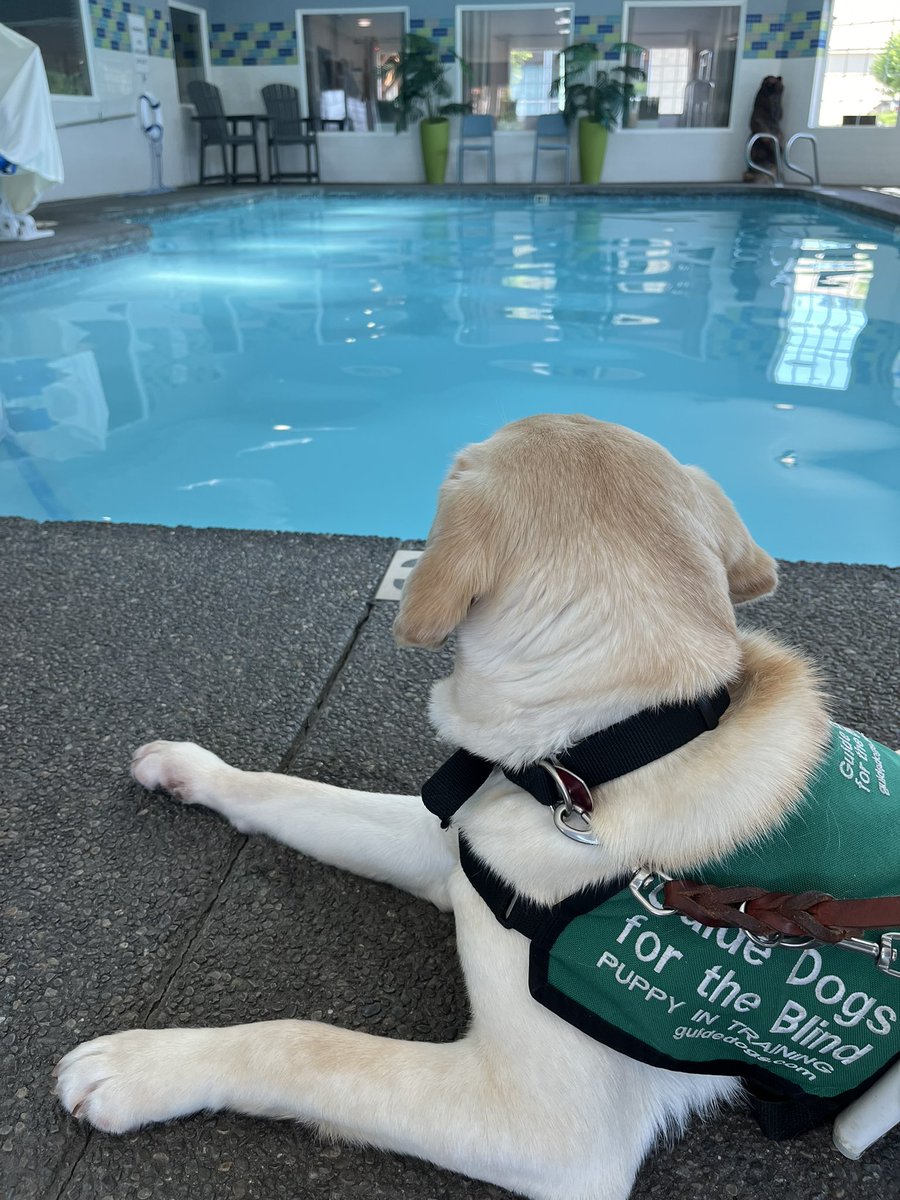 RebeccaMinelga's tweet photo. We are always up for an adventure, especially if it includes traveling! Coast, Weeblet, and I are on our own this weekend and we’re going to have some fun! (Get it? Fun? IYKYK!) #dogsoftwitter #servicedog #sdit https://t.co/l5VO56JeGZ