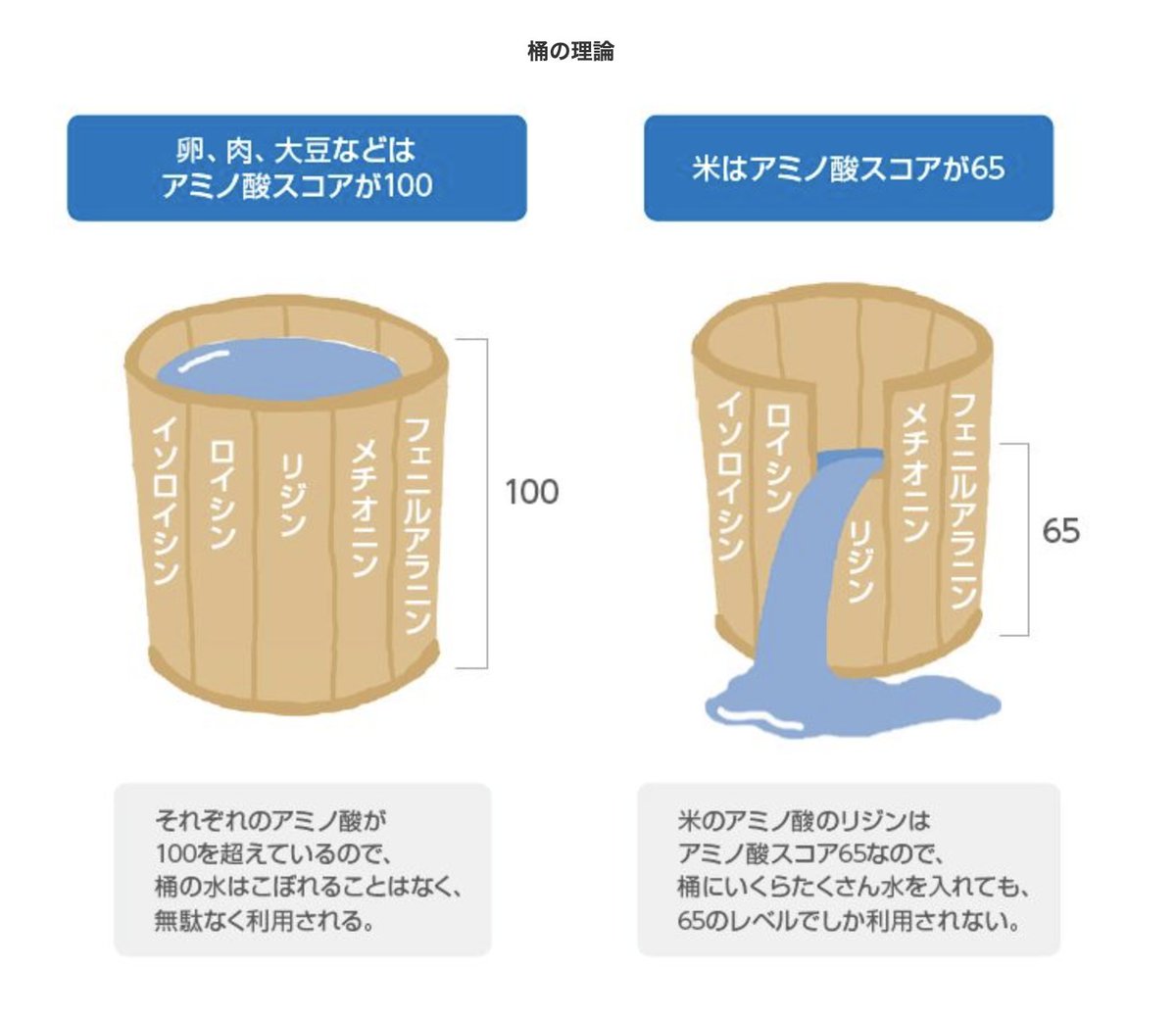 kintsuzuike's tweet photo. 日本人なら主食は米が一番。

でも、アミノ酸スコアが低かったような…🤔

アミノ酸の桶（樽）理論で「米」を考えてみましょう。

タンパク質の栄養価を示す指標がアミノ酸スコア。体内で生合成できない9つの必須アミノ酸のどれか一つでも欠けているとアミノ酸スコアが下がるという理論です。

精白米のアミノ酸スコアは65から67と言われています。アミノ酸スコアを下げるている要因はリジンです。一方で、大豆はリジンが豊富なので米のマイナスをカバーしてくれます。アミノ酸スコア100の卵を加えると最高の補食が完成。

それが、「納豆TKG」

生卵は消化の点が少し気になりますが常食しなければOKでしょう。

米をしっかり食べる。（糖質エネルギー）
卵と一緒に食べる。（タンパク質+ビタミン）
納豆をつけると最強。（米との相性抜群）
#育成のヒント