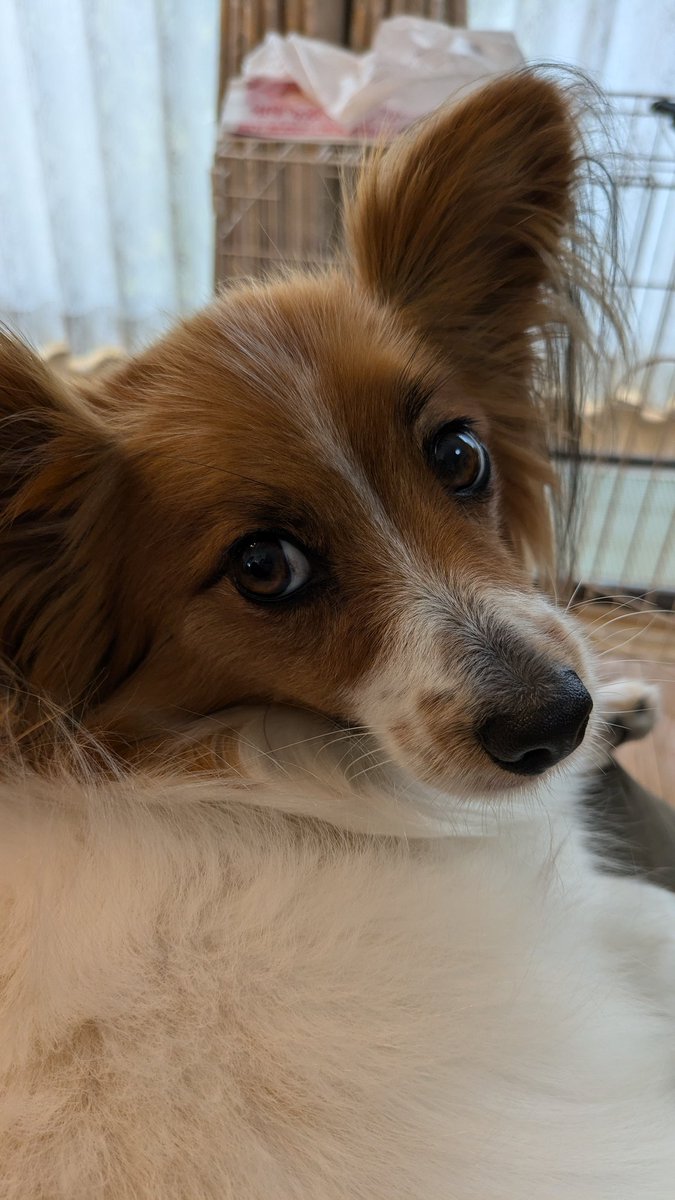 おやつよこせ顔 