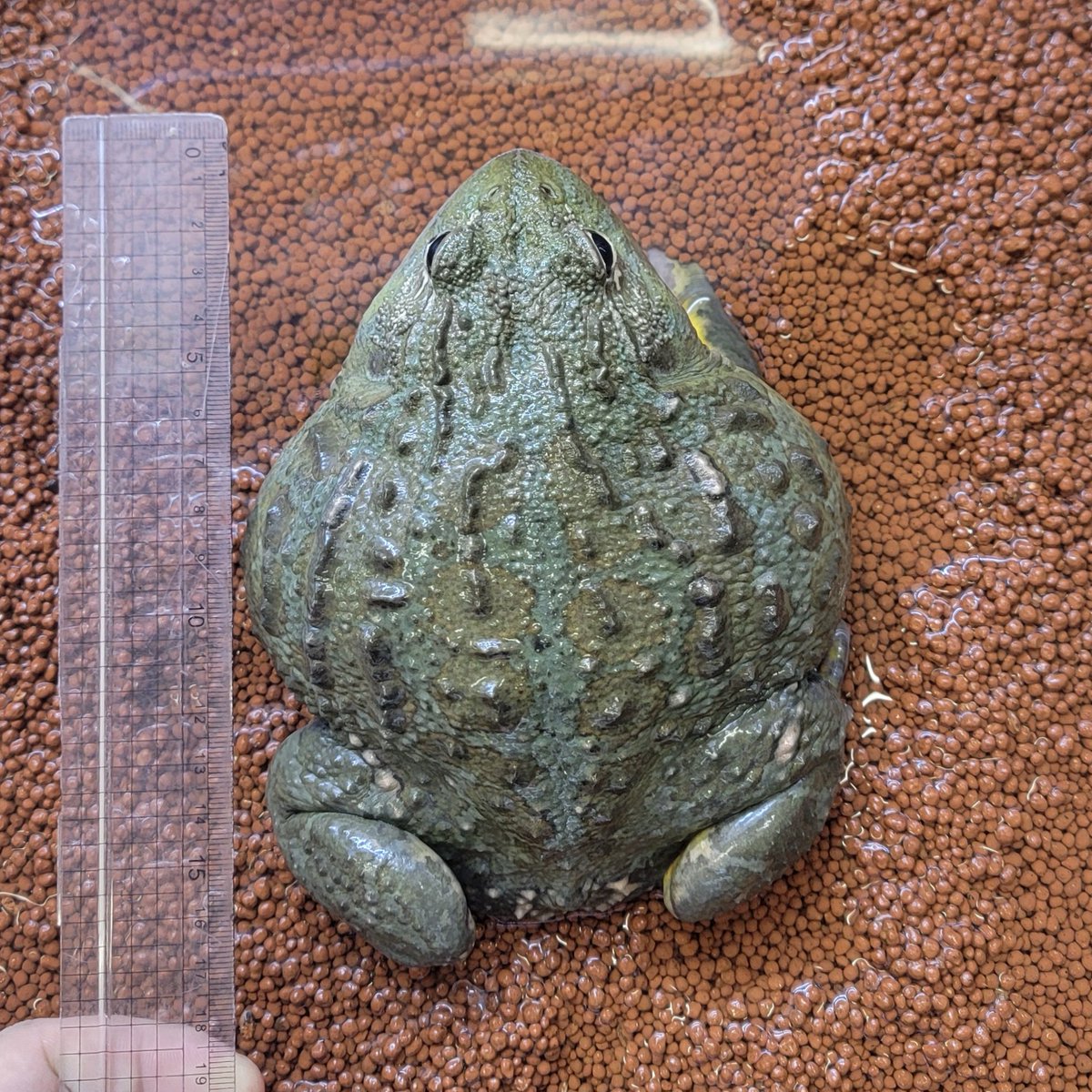 ✨1階在庫紹介✨ アフリカウシガエル♂ ベビーから育てたビッグサイズ