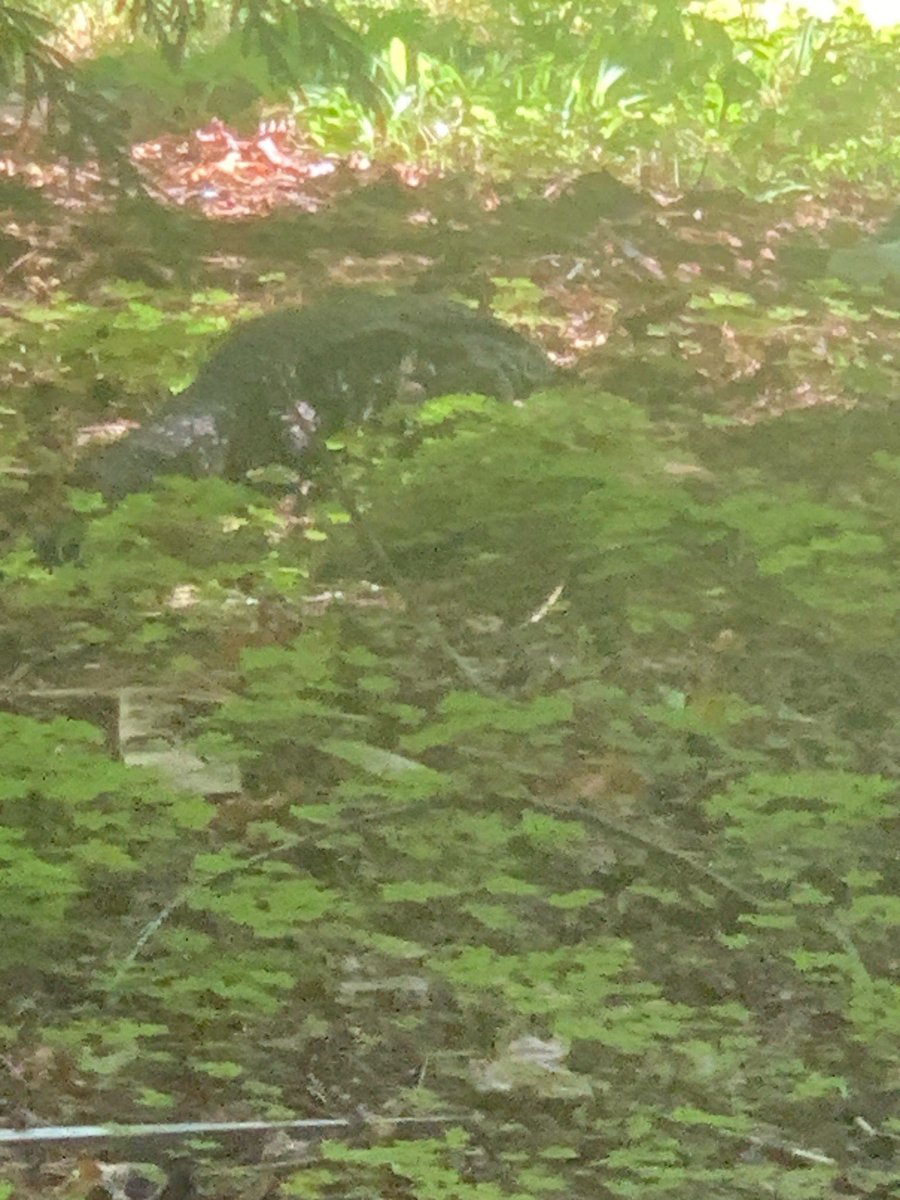 snocosheriff tweet media