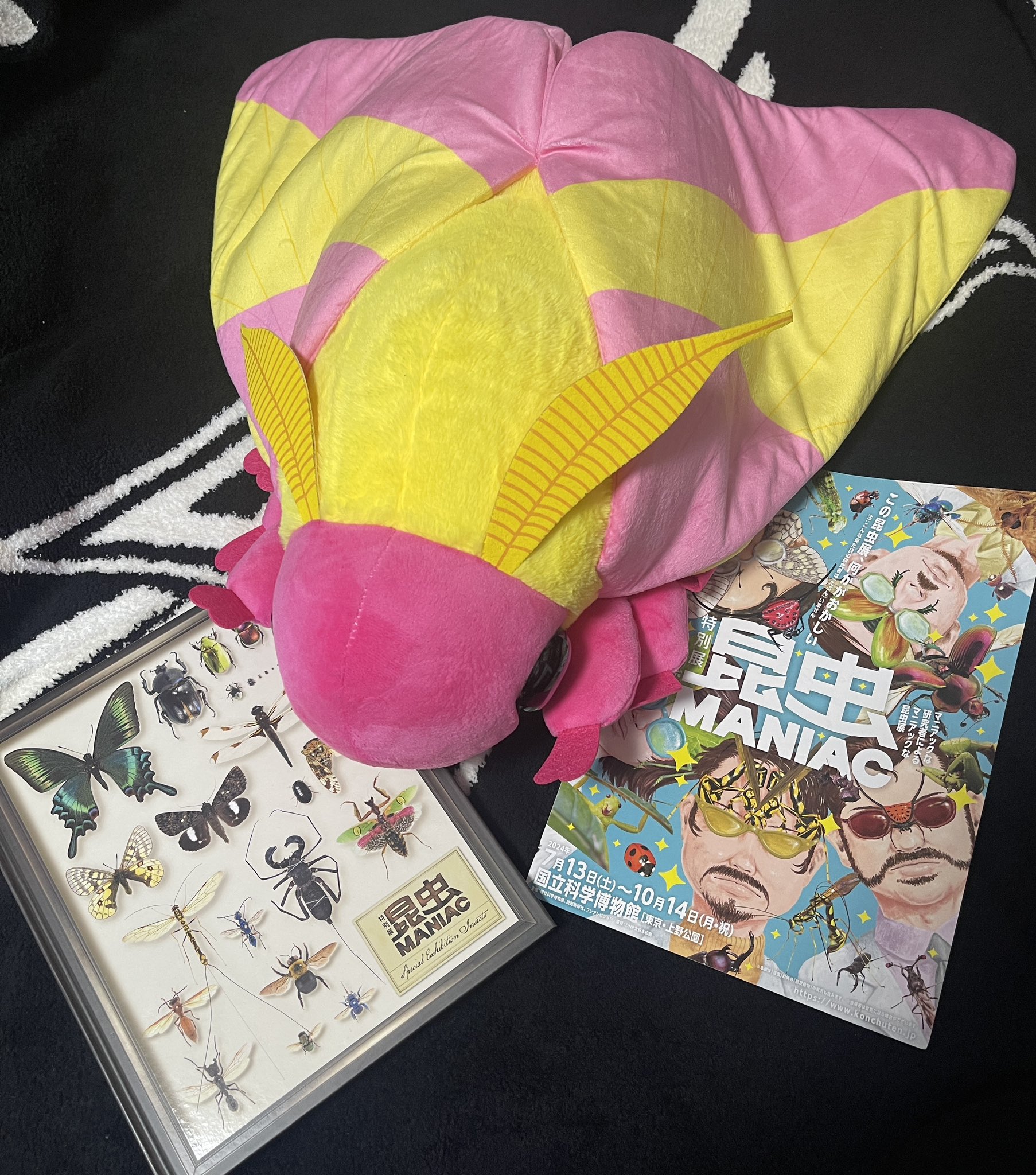 巨大ぬいぐるみ 昆虫MANIAC おおきなロージーメープルモス 公式】特別