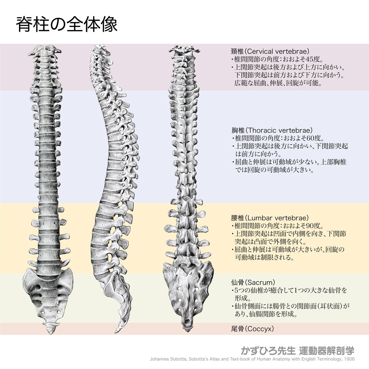 黒澤一弘（かずひろ）解剖学IT教育・指圧師・ラダック on X