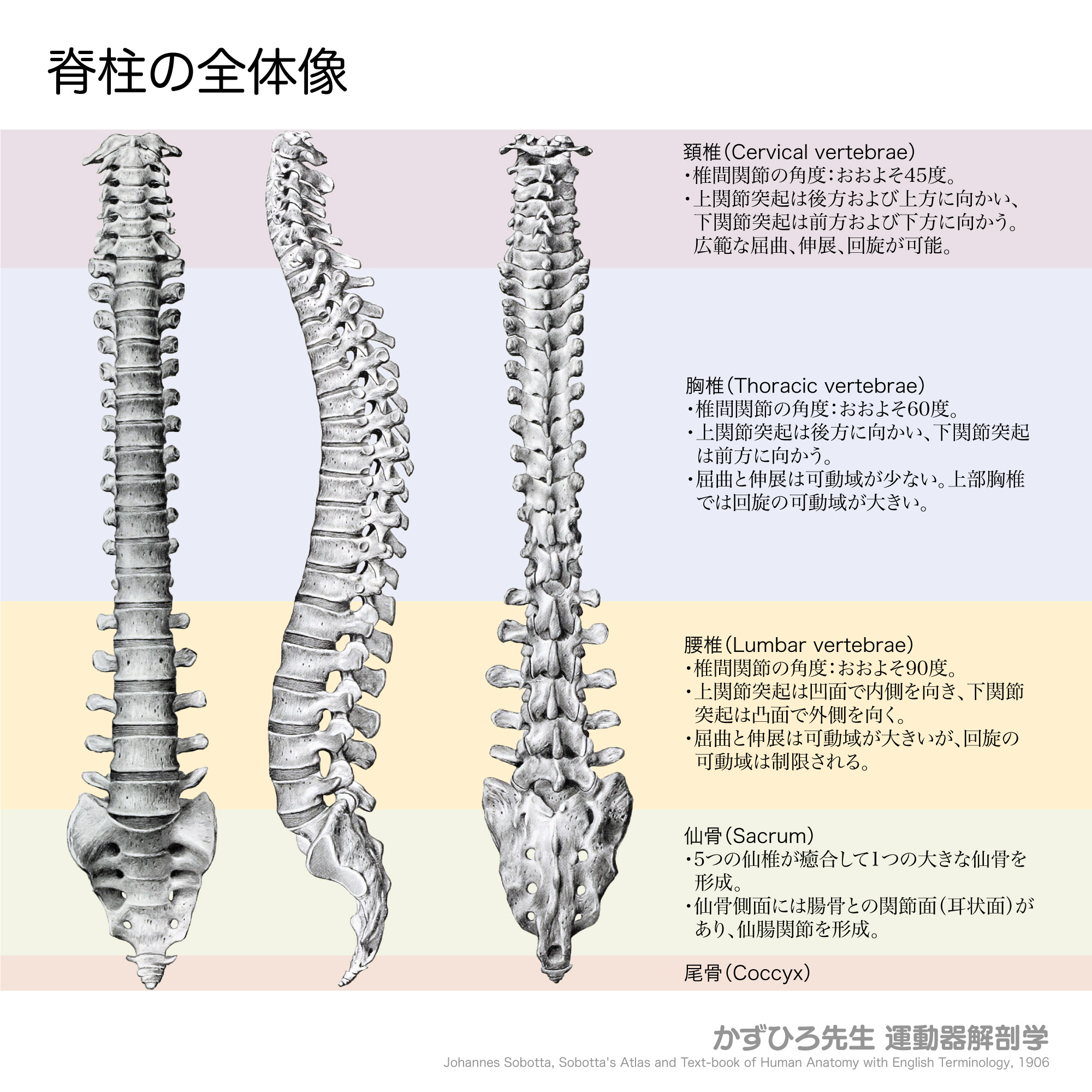 黒澤一弘（かずひろ）解剖学IT教育・指圧師・ラダック on X