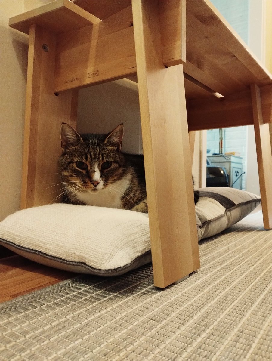 tuijamh's tweet photo. Mies ihmetteli ääneen mihin minä tarvitsen sitä sadatta sohvatyynyä. Mulla on sille paikka mielessä, sanoin. 😀 Tämä on se paikka. 😽 #kissa 

Ikean peräluukkukirppikseltä 2€. #kirpputorit https://t.co/r4mEbpMc0R