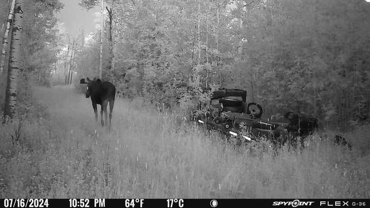 BrittneyThorbu1's tweet photo. Oh how exciting! A cow elk and a cow &amp; bull moose walking up an entrance to my dirt! ☺️👌

#leakylake https://t.co/pOvzQm4XH0