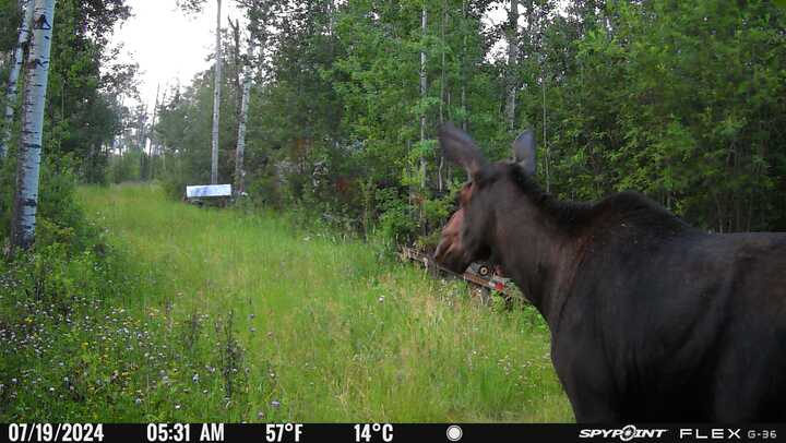 BrittneyThorbu1's tweet photo. Oh how exciting! A cow elk and a cow &amp; bull moose walking up an entrance to my dirt! ☺️👌

#leakylake https://t.co/pOvzQm4XH0