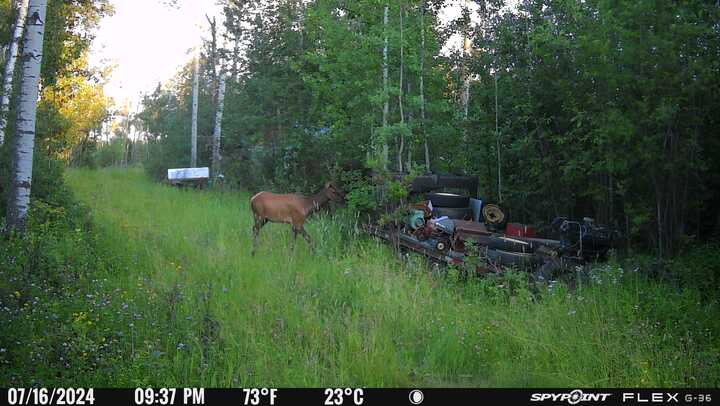 BrittneyThorbu1's tweet photo. Oh how exciting! A cow elk and a cow &amp; bull moose walking up an entrance to my dirt! ☺️👌

#leakylake https://t.co/pOvzQm4XH0