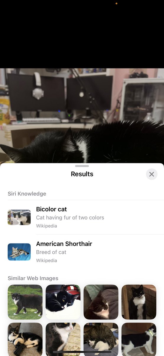 ohellosunny's tweet photo. guys ,, siri said my cat is bisexual 😥 https://t.co/fLAMZ0QA19