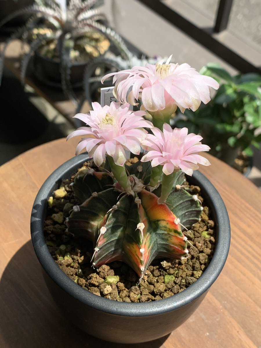 neco_299's tweet photo. 今年はLB2178がよく咲く。
明るい日の昼時だけ花が開くので、去年より明るい場所に移したのが良かったのかな。
梅雨明けの強い日差しで焼けないと良いのだけど。
#LB2178 #サボテン #多肉植物 #ギムノカリキウム https://t.co/pvOgpmOprS