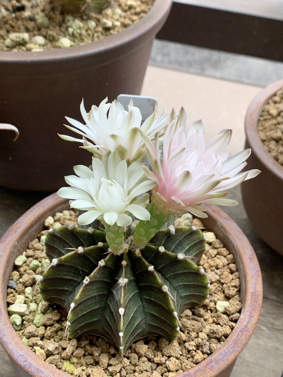 neco_299's tweet photo. 今年はLB2178がよく咲く。
明るい日の昼時だけ花が開くので、去年より明るい場所に移したのが良かったのかな。
梅雨明けの強い日差しで焼けないと良いのだけど。
#LB2178 #サボテン #多肉植物 #ギムノカリキウム https://t.co/pvOgpmOprS