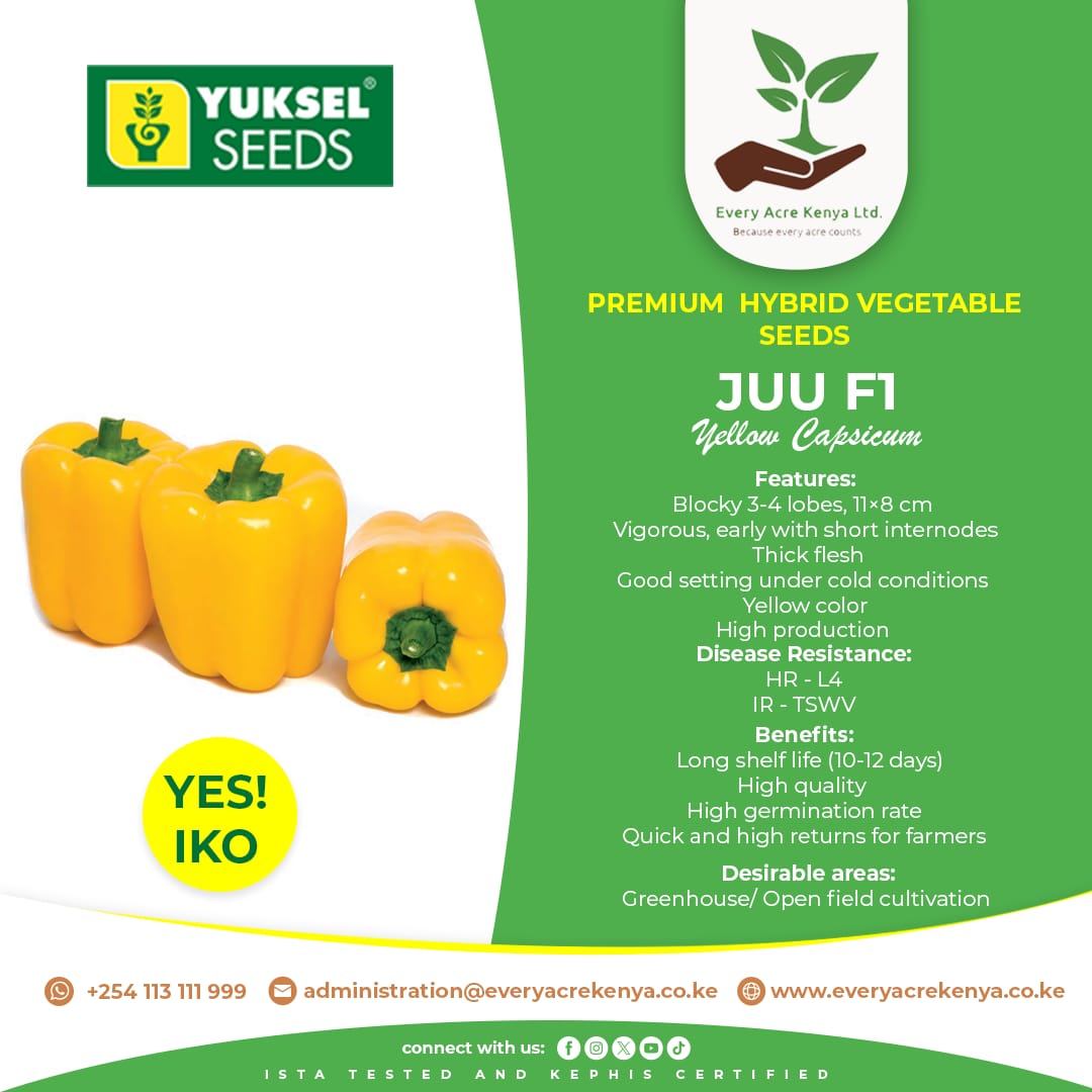 away_tucked's tweet photo. Fresh, ripe, and ready for your kitchen! Check out our premium Juu F1 capsicum seeds from @EveryAcreKenya. Perfect for any dish, packed with flavor, and grown with care.
Order now +254 113 111 999
#YesIko #Yukselseeds #everyacre 
Mercedes F1 Hanifa Soipan Tuya https://t.co/VrD77i1gpD