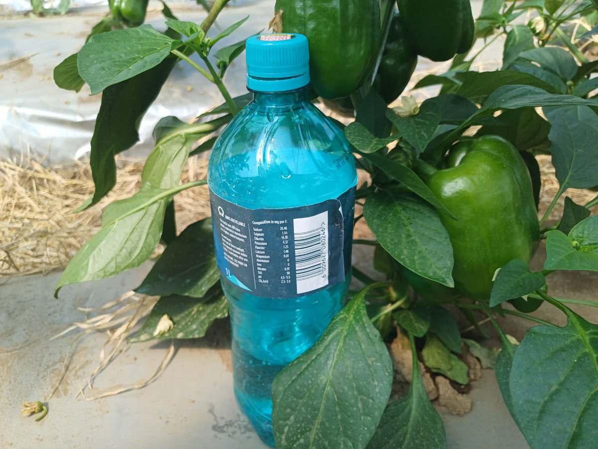 away_tucked's tweet photo. Fresh, ripe, and ready for your kitchen! Check out our premium Juu F1 capsicum seeds from @EveryAcreKenya. Perfect for any dish, packed with flavor, and grown with care.
Order now +254 113 111 999
#YesIko #Yukselseeds #everyacre 
Mercedes F1 Hanifa Soipan Tuya https://t.co/VrD77i1gpD