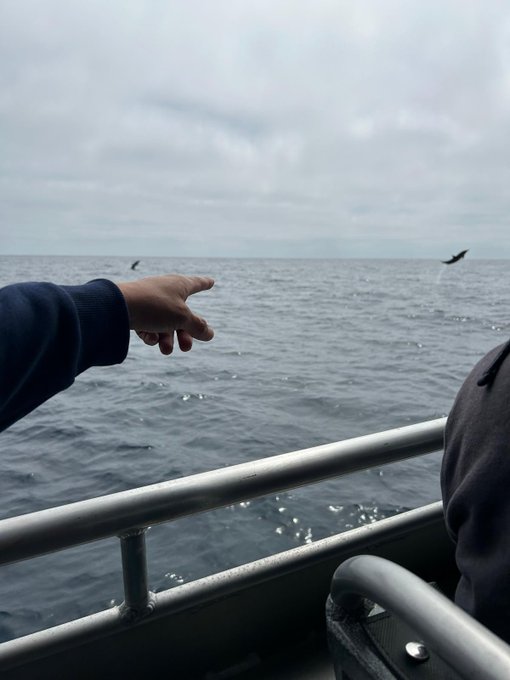 Common Dolphins https://t.co/dSp3NsOFfl<a href="/tag/socal"class="tags"><span>#socal</span></a><a href="/tag/tinder"class="tags"><span>#tinder</span></a><a href="/tag/banned"class="tags"><span>#banned</span></a><a href="/tag/cityheights"class="tags"><span>#cityheights</span></a>