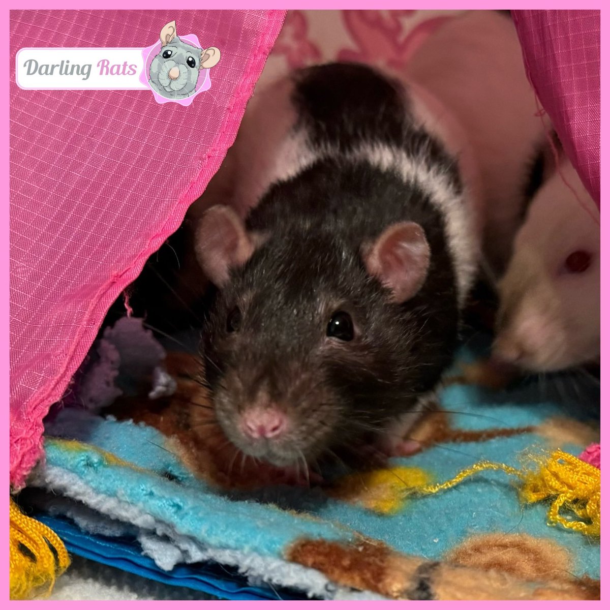 Darling Rats tweet media